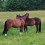 Domaine Equestre De La Chenaie Apartament Saumur