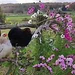 Domaine Equestre De La Chenaie * Saumur