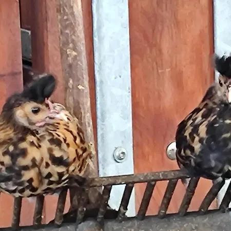 Apartman Domaine Equestre De La Chenaie *