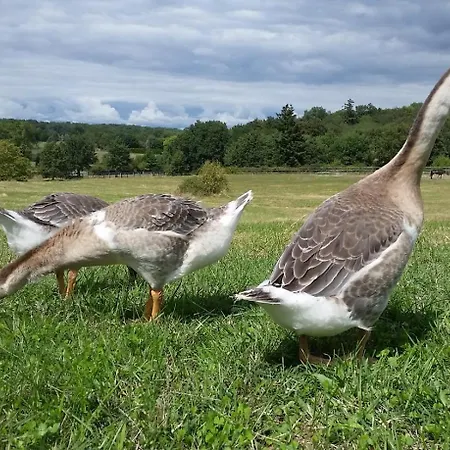 Daire Domaine Equestre De La Chenaie *