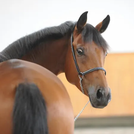 Domaine Equestre De La Chenaie Daire