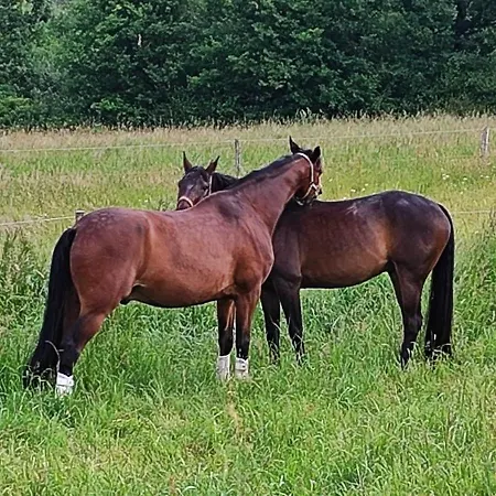 Domaine Equestre De La Chenaie Apartament Saumur