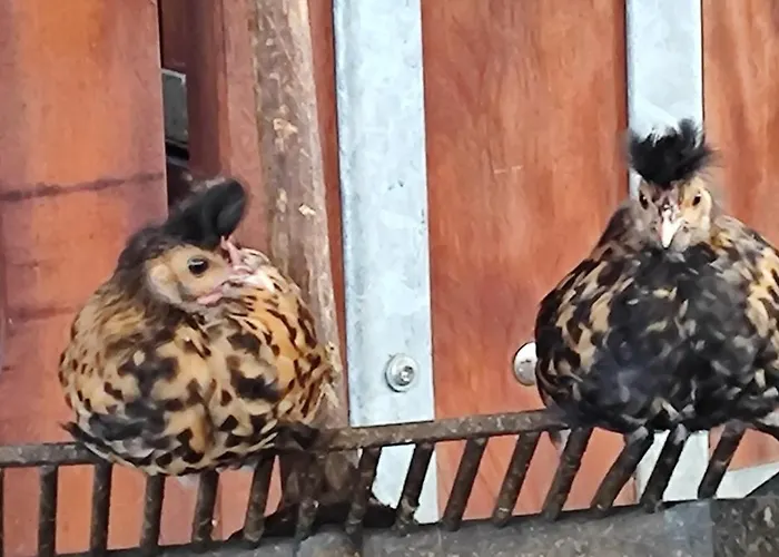 Apartment Domaine Equestre De La Chenaie *